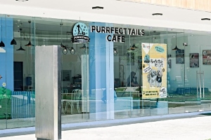 PurrfectTails Cafe